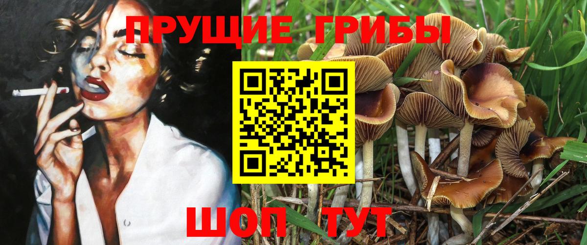 как найти наркотики  Вход с VPN  Новодвинск  Псилоцибиновые грибы MAGIC MUSHROOMS  Псилоцибиновые грибы Psilocybe 